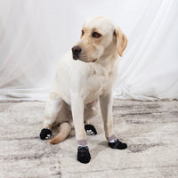 Tuxedo Dog Socks