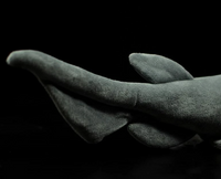 Frilled Shark Soft Stuffed Plush Toy