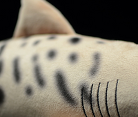 Cute tiger shark doll