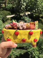 Stoneware Succulent Plant Pot