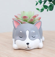 Cartoon Animal Succulent Planters