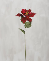 Poinsetta - Long Stem Picks
