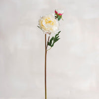 Cream Peony - Long Stem Pick