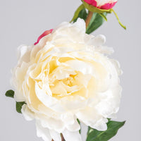 Cream Peony - Long Stem Pick