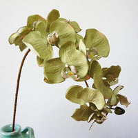 Simulation Orchid