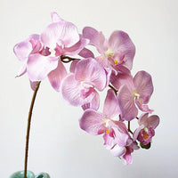Simulation Orchid
