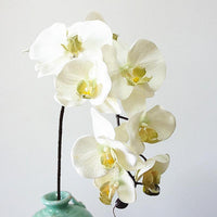 Simulation Orchid