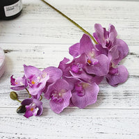 Simulation Orchid