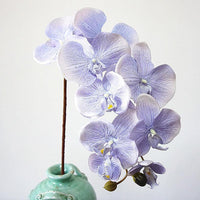 Simulation Orchid