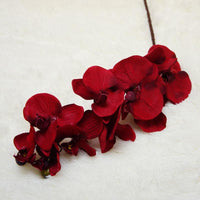 Simulation Orchid