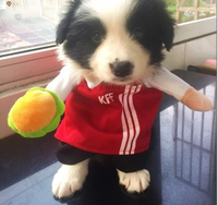 Disfraces Para Mascotas
