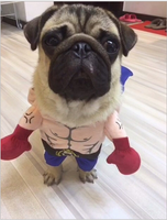 Boxer Pet Costume