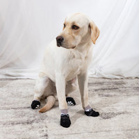 Tuxedo Dog Socks
