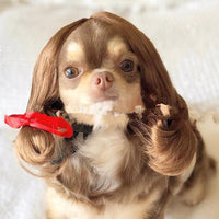 Pet Wig Afro Head Bangs Pigtail
