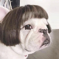 Pet Wig Afro Head Bangs Pigtail
