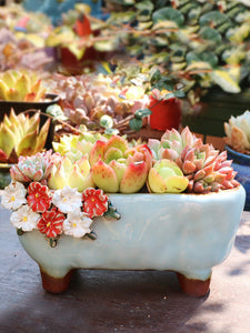 Stoneware Succulent Plant Pot