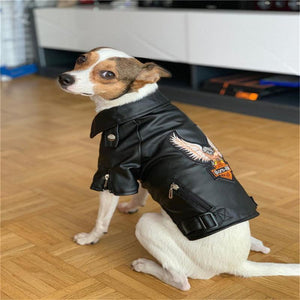 Veste de moto pour chien