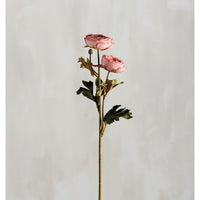 Ranunculus rosado - Selección de tallo largo