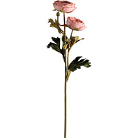 Ranunculus rosado - Selección de tallo largo