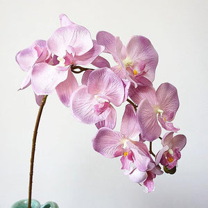 Orquídea de simulación