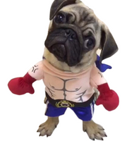 Disfraz de boxeador para mascota
